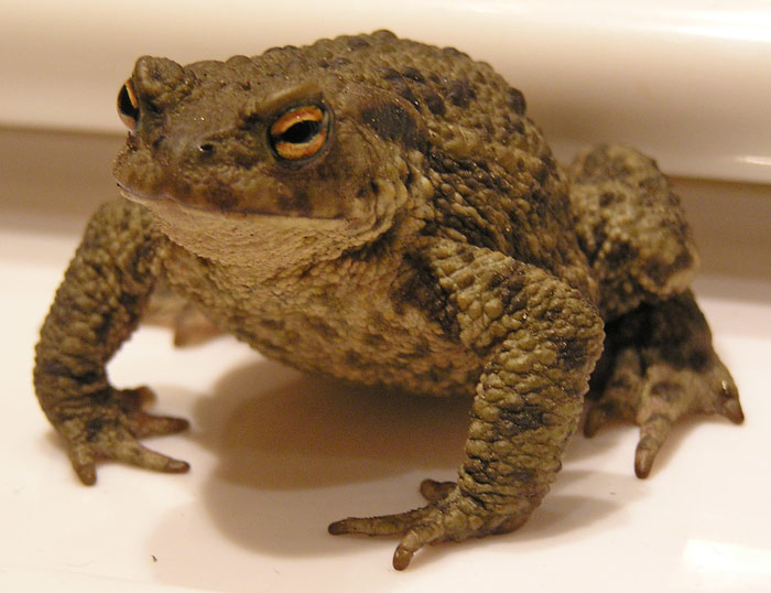 Erdkröte, Bufo bufo